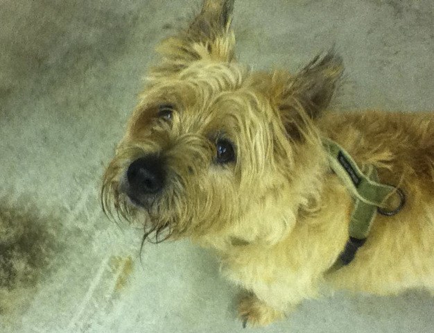 A lost Cairn terrier wandering one block east of Mercer Island High School has been taken to the Kent animal shelter.