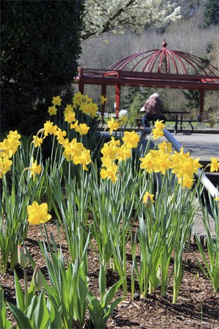 Daffodils bloom at Mercerdale Park in early April.