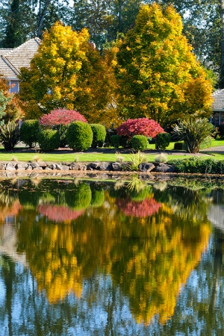 Bright fall colored leaves are reflected in the a pond in The Lakes neighborhood on the south end of Mercer Island