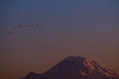 A flock of birds make a sunset flight with Mt. Rainier in the background in this view from the South end of Mercer Island on Tuesday.
