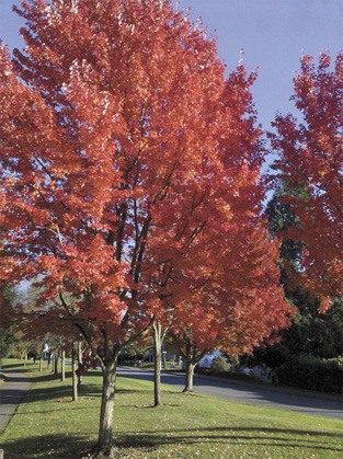 Mercer Island resident Barbara Crawford snapped pictures of these bright red trees on the Mercer Island Park on the Lid on Thursday