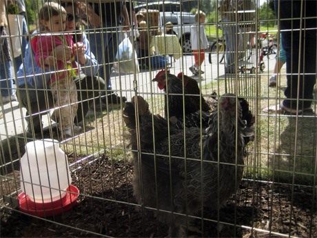 'Farm day' at the Mercer Island Farmers Market features chickens