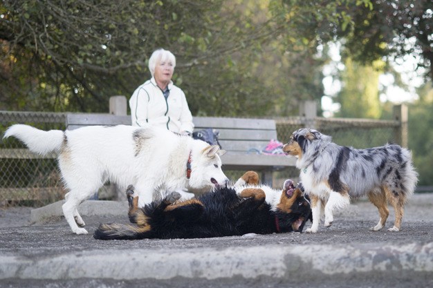 Dogs ‘welcome’ a new playmate at the dog park at Luther Burbank Park last week.
