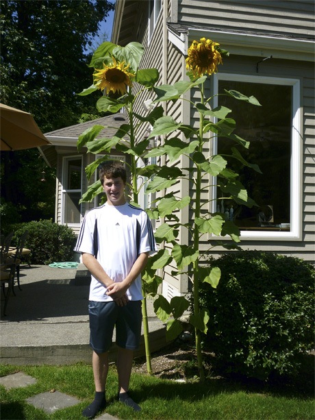 Two sunflower seeds planted by Mercer Island High School junior Brian Bernstein at the start of summer grew to 9 feet 2 inches in height at the Bernstein residence on Mercer Island.