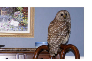 This owl sits on a chair in the Ralphs’ living room on Mercer Island.