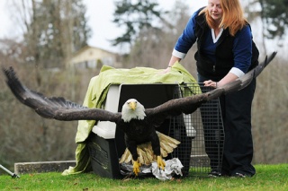 A female bald eagle returns to freedom as Stephanie Trussell