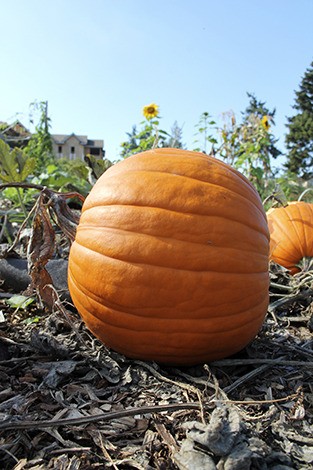 Giants orbs stand guard in the community pea patch at Mercer Island Community and Event Center.