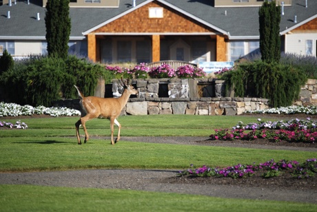 The Oregon Garden resort in the Willamette Valley offers views — via tram if you’d like — of an 80-acre botanical sanctuary