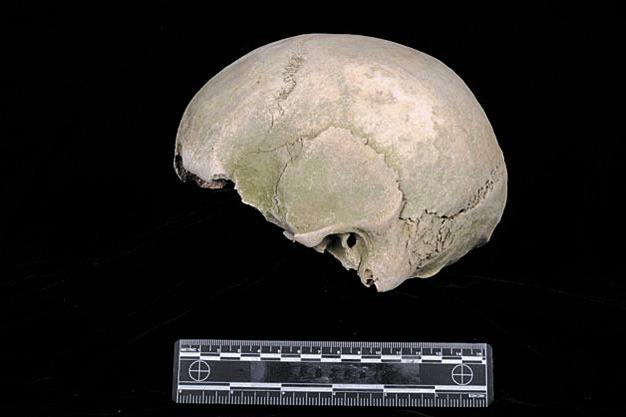 This skull was found by a Mercer Island pair on Whidbey Island.