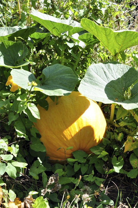 A pumpkin ripens right on time in a tiny patch at a residence along Avalon Drive. Yesterday was the first day of fall.