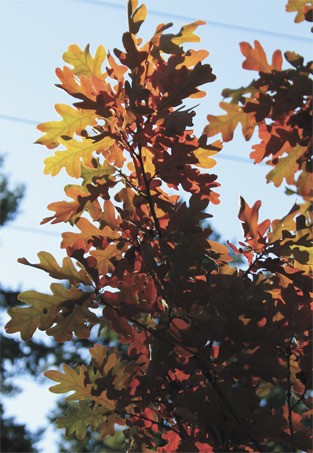 Leaves shine bright red and orange in the sunlight in Rotary Park in early October.