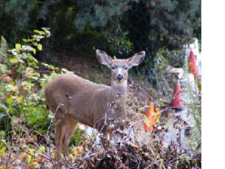 A young buck was seen in front of the Harris home on Forest Avenue last week. The deer was discovered by Mick McHugh while out walking his dog Maude.