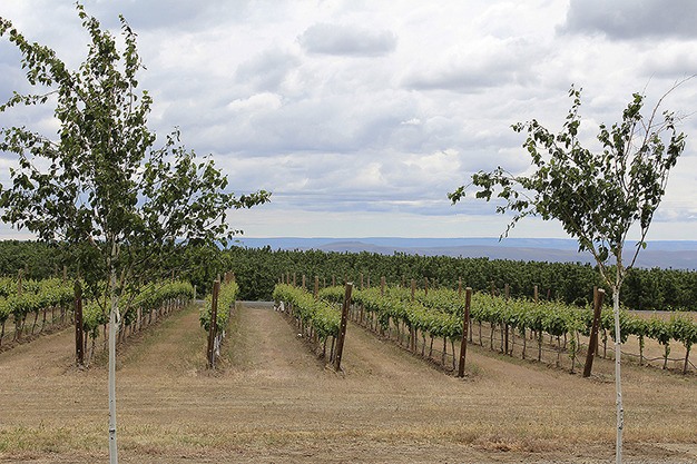 The vineyard owned by the Ramseyer family is located in Zillah. The Ramseyers ‘commute’ from the Island to the winery.