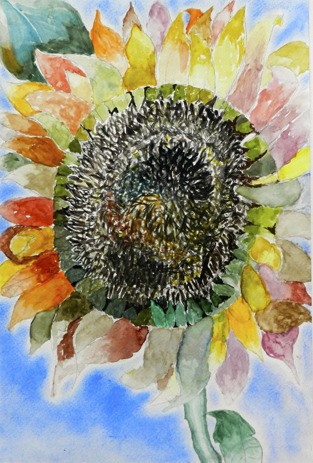 Mercer Island student artist Claire Cheung’s colorful sunflower is a winner in the 2012-2013 PTA Reflections contest.