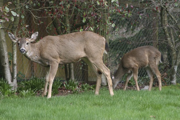 A mother and three young deer perused the lunchtime selections in a yard on the southern end of Luther Burbank Park on Sunday