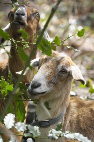 Rented goats eat nearly everything green at the Congregational Church property.
