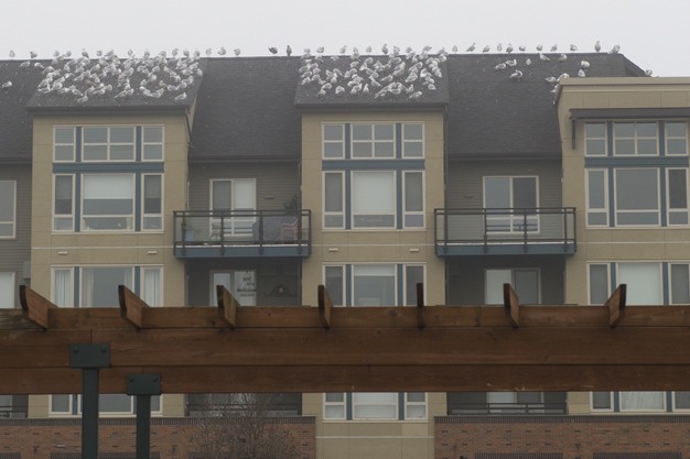 Seagulls crowd on the roof of The Mercer apartments on Sunday