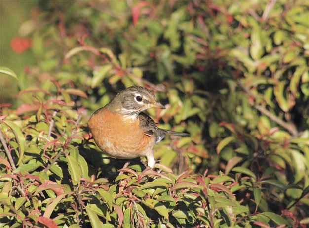 A robin enjoys the sunshine while perched on top of a bush at Luther Burbank Park on Mercer Island in early 2013.