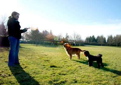 Islander Leslie Byrnes plays ball with her golden retriever Finnegan and cockapoo Murphy at the Lid Park on Sunday