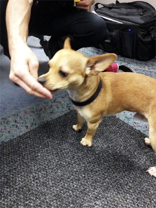 The Mercer Island Police Department found a male Chihuahua puppy near Homestead Park on Tuesday