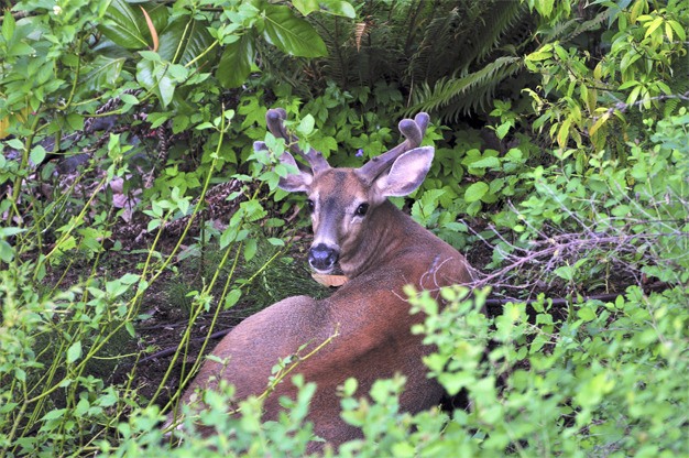 A black-tailed deer visited Carrie Bell’s residence on First Hill on May 26