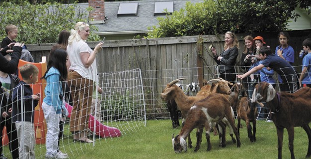 The goats in Matt Parkinson's yard on 91st Avenue S.E. became a neighborhood attraction Friday afternoon.