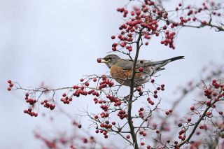 Chad Coleman/Mercer Island Reporter This Red Breasted Robin was one of the 4