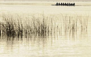 Chad Coleman/Mercer Island Reporter Rowers enjoy morning light off Proctor Landing as a flock of geese fly by on Lake Washington near Mercer Island