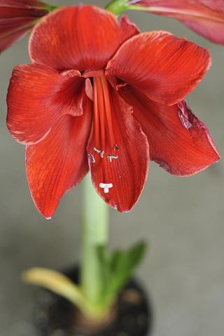 Chad Coleman/Mercer Island Reporter An Amaryllis bloom begins to shrivel. The plants will continue to bloom for several years with the proper care.