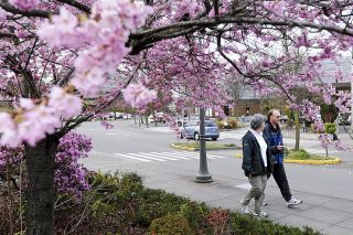 Chad Coleman/Mercer Island Reporter Tree blossoms add color as pedestrians walk along S.E. 27th Street in the business district of Mercer Island