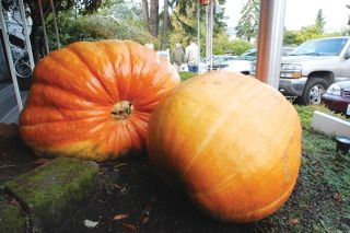 Chad Coleman/Mercer Island Reporter A fall bounty of giant pumpkins and tall cornstalks adorn the entrance to the Roanoke Inn Tavern on Mercer Island