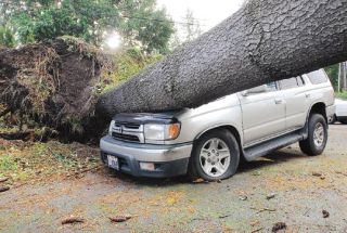 Chad Coleman/Mercer Island Reporter A Toyota 4Runner was crushed by a fallen tree in a driveway in the 2200 block of 72nd Avenue S.E. on Mercer Island Friday. Similar damage resulted from the record-breaking windstorm that buffeted the Island and the region last Thursday night. Photos of storm damage are printed throughout this issue.