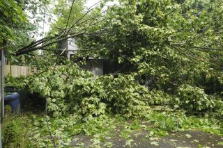 A maple tree in First Hill Park fell on a house in the 4900 block of 72nd Avenue S.E. during a wind storm on Mercer Island