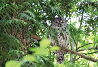 Eric Radman/Contributed photo Reader Eric Radman managed to snap a shot of this Barred Owl at Ellis Pond. The distinctive brown and white bars across their bodies provide their namesake.