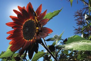 A sunflower is illuminated on a bright August day in the pea patch