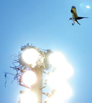 Chad Coleman/Mercer Island Reporter This osprey is one of a pair that has a nest atop a light pole at Islander Stadium at Mercer Island High School. The huge raptors migrate thousands of miles each year across continents to winter in warmer climates. They usually return each year to the same nesting spot.