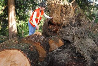 Chad Coleman/Mercer Island Reporter City Arborist kathy Parker surveys the root system of a downed tree for indications of what weakened its support structure on the South end of Mercer Island Thursday.