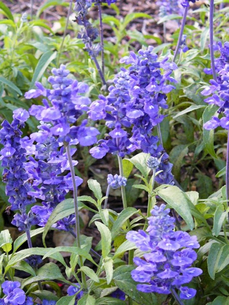 Salvias will attract all sorts of life to your garden