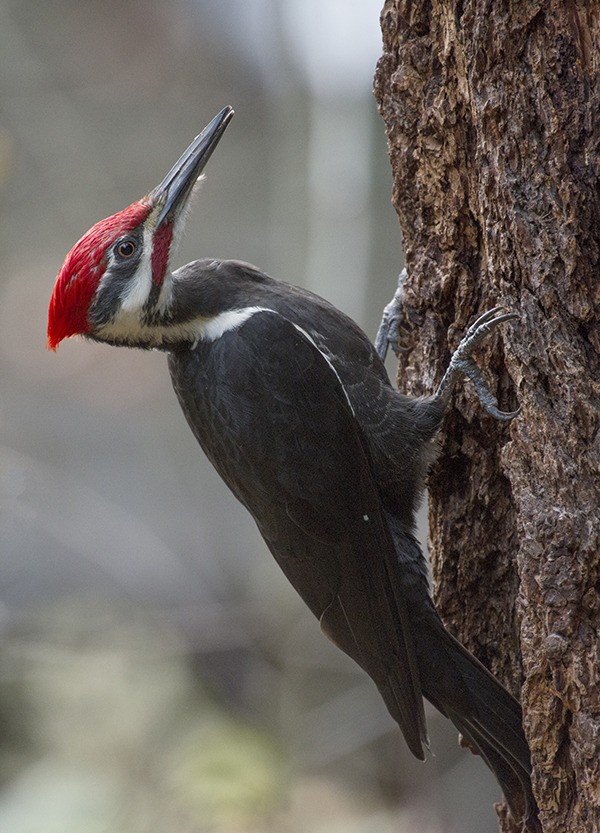 A pileated woodpecker is photographed in an Island backyard on First Hill.