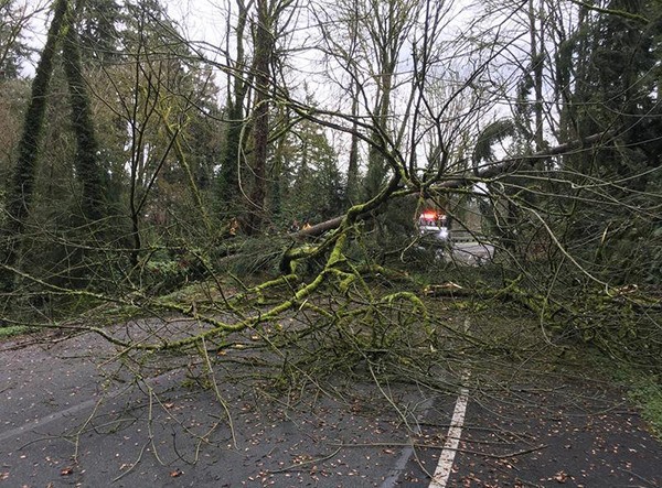 A tree is down at the 5600 block of  East Mercer Way.