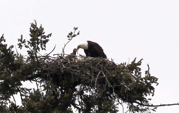 An eagle feeds an eaglet in a nest high above Mercerdale Park on Wednesday