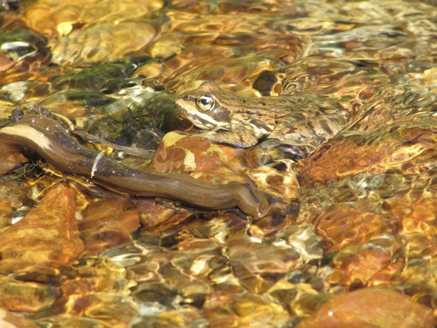 Lakeridge Elementary School third-grader Kaya Jaecks won first place for this frog photograph in the United States Forest Service-sponsored photography contest.