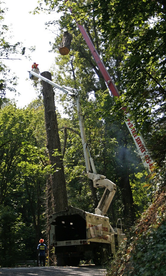 A crew from P'n'D Tree Service removes a large cottonwood tree on the side of E. Mercer Way on Tuesday afternoon.