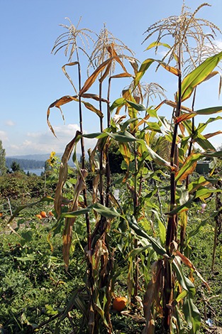 Cornstalks stand tall