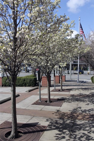 Cherry trees are in full bloom at the north end fire station.