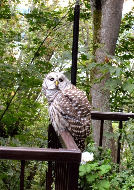 A barred owl stopped for a visit on the backyard porch of Island resident Luba Stenchever's home on Sept. 8.  Submit Island wildlife photos to editor@mi-reporter.com.