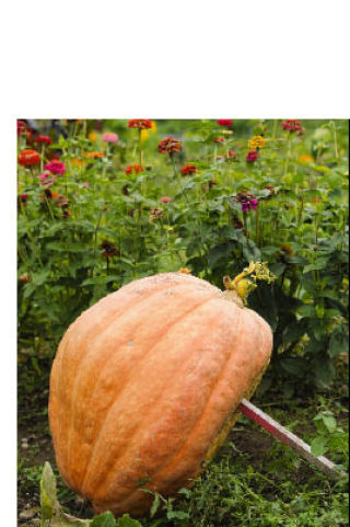 Precarious pumpkin