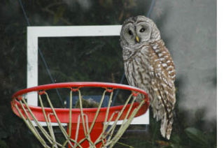 Islander Jennifer Seely took this photo of a spotted owl outside her home at the end of 91st Avenue S.E.