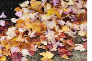 A patchwork puzzle of fall leaves covers the sidewalk. in the downtown business district of Mercer Island.