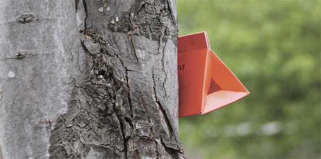 Bright orange or neon green triangle-shaped gypsy moth traps can be seen hanging from trees around Mercer Island.